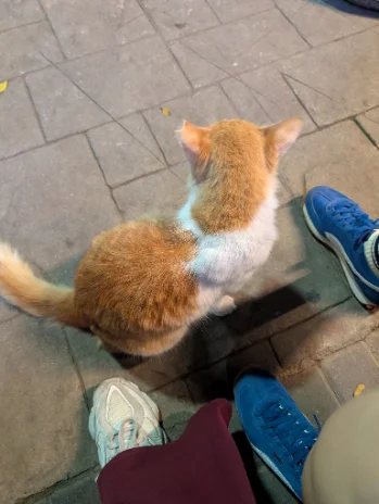 A ginger and white street cat